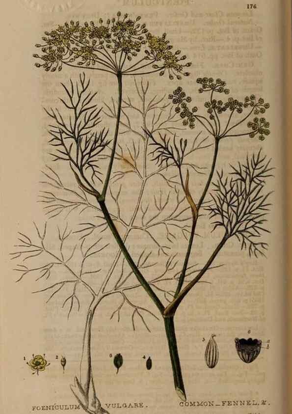Reproducción/Reproduction 28917805222: British phaenogamous botany,. Oxford,Published by the author, sold by J.H. Parker [etc.]1834-43.