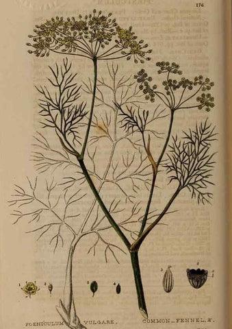 Reproducción/Reproduction 28917805222: British phaenogamous botany,. Oxford,Published by the author, sold by J.H. Parker [etc.]1834-43.