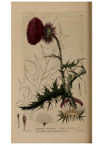 Reproducción/Reproduction 28990082116: British phaenogamous botany,. Oxford,Published by the author, sold by J.H. Parker [etc.]1834-43.