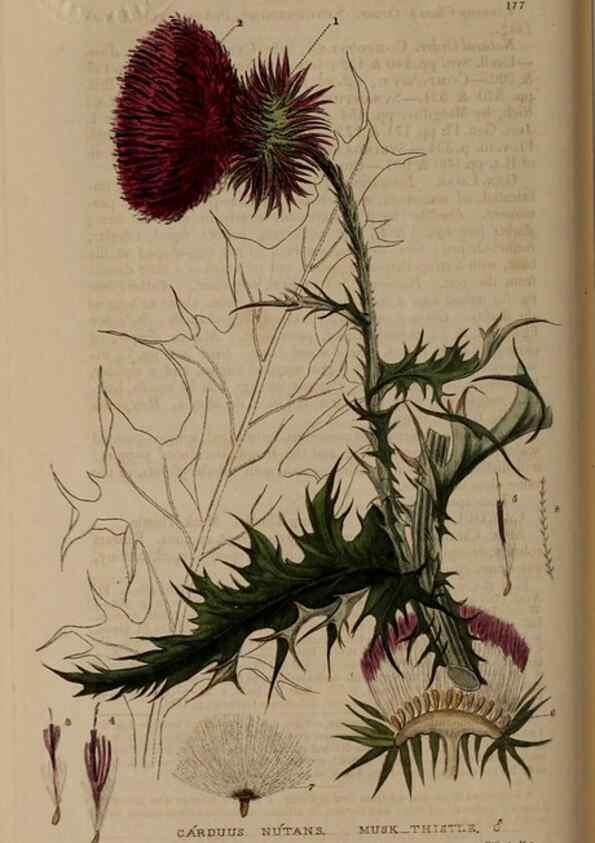 Reproducción/Reproduction 28990082116: British phaenogamous botany,. Oxford,Published by the author, sold by J.H. Parker [etc.]1834-43.