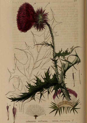 Reproducción/Reproduction 28990082116: British phaenogamous botany,. Oxford,Published by the author, sold by J.H. Parker [etc.]1834-43.