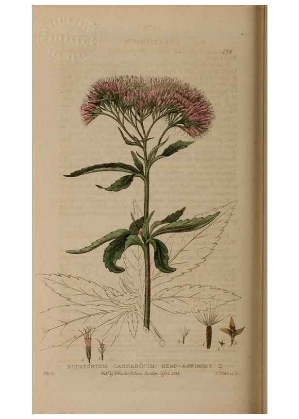 Reproducción/Reproduction 28405506353: British phaenogamous botany,. Oxford,Published by the author, sold by J.H. Parker [etc.]1834-43.