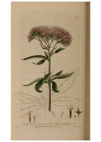 Reproducción/Reproduction 28405506353: British phaenogamous botany,. Oxford,Published by the author, sold by J.H. Parker [etc.]1834-43.