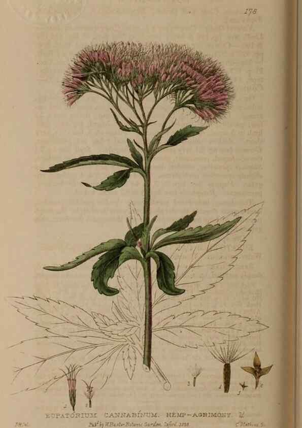 Reproducción/Reproduction 28405506353: British phaenogamous botany,. Oxford,Published by the author, sold by J.H. Parker [etc.]1834-43.