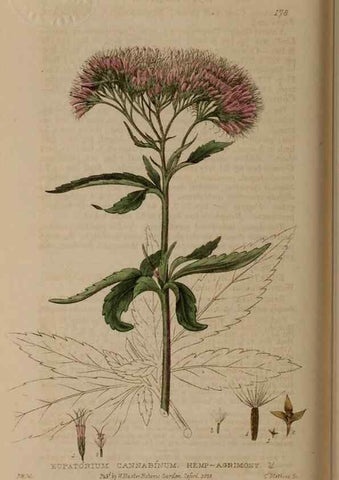 Reproducción/Reproduction 28405506353: British phaenogamous botany,. Oxford,Published by the author, sold by J.H. Parker [etc.]1834-43.