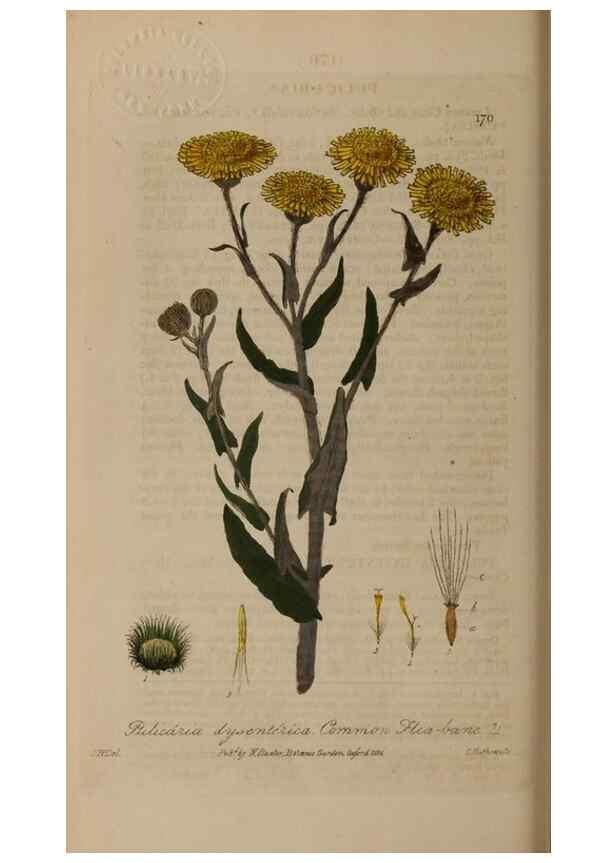 Reproducción/Reproduction 29022668715: British phaenogamous botany,. Oxford,Published by the author, sold by J.H. Parker [etc.]1834-43.