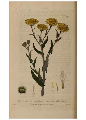 Reproducción/Reproduction 29022668715: British phaenogamous botany,. Oxford,Published by the author, sold by J.H. Parker [etc.]1834-43.