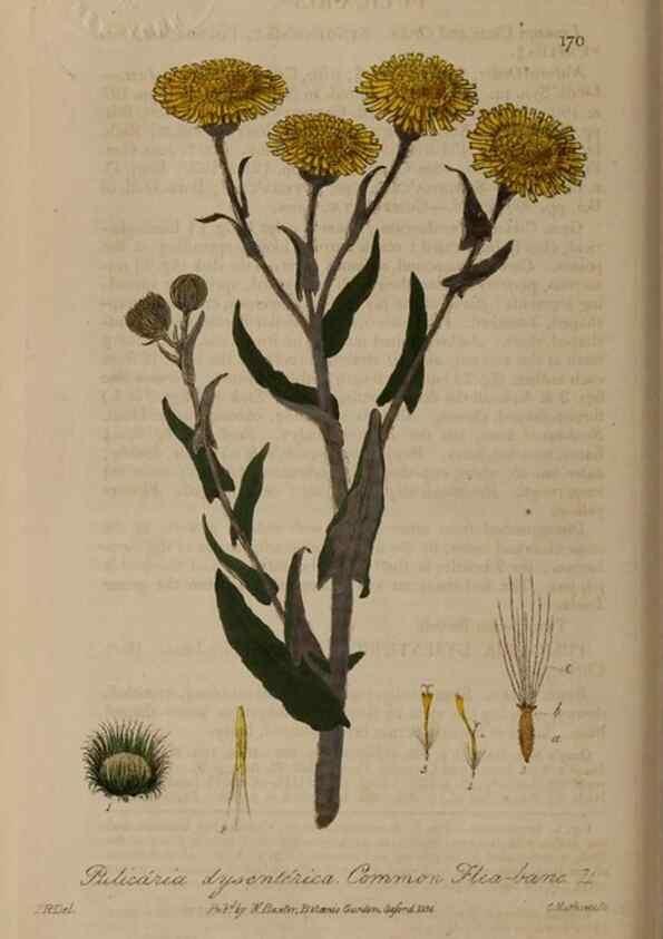 Reproducción/Reproduction 29022668715: British phaenogamous botany,. Oxford,Published by the author, sold by J.H. Parker [etc.]1834-43.