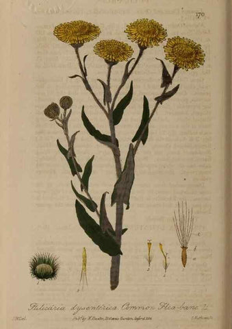 Reproducción/Reproduction 29022668715: British phaenogamous botany,. Oxford,Published by the author, sold by J.H. Parker [etc.]1834-43.