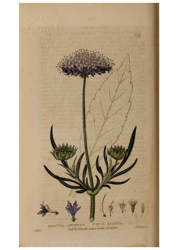 Reproducción/Reproduction 28405508613: British phaenogamous botany,. Oxford,Published by the author, sold by J.H. Parker [etc.]1834-43.