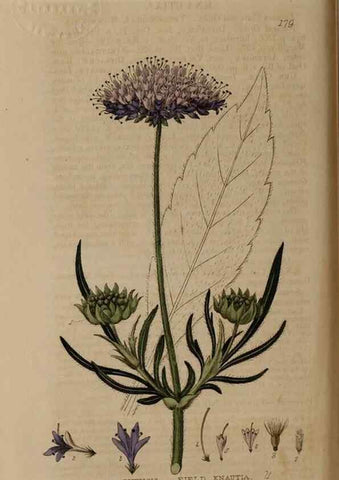 Reproducción/Reproduction 28405508613: British phaenogamous botany,. Oxford,Published by the author, sold by J.H. Parker [etc.]1834-43.
