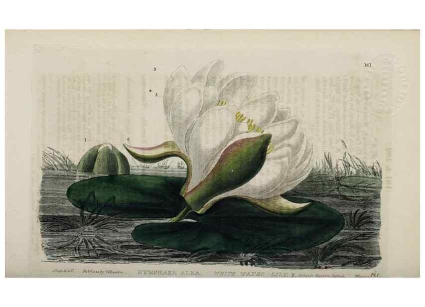 Reproducción/Reproduction 28917824522: British phaenogamous botany,. Oxford,Published by the author, sold by J.H. Parker [etc.]1834-43.