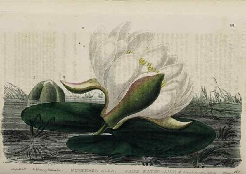 Reproducción/Reproduction 28917824522: British phaenogamous botany,. Oxford,Published by the author, sold by J.H. Parker [etc.]1834-43.