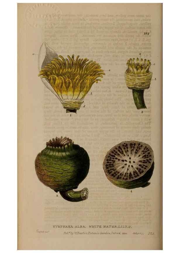Reproducción/Reproduction 28917829292: British phaenogamous botany,. Oxford,Published by the author, sold by J.H. Parker [etc.]1834-43.