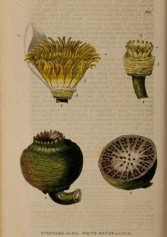Reproducción/Reproduction 28917829292: British phaenogamous botany,. Oxford,Published by the author, sold by J.H. Parker [etc.]1834-43.