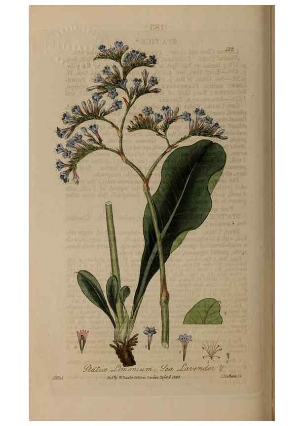 Reproducción/Reproduction 29022719695: British phaenogamous botany,. Oxford,Published by the author, sold by J.H. Parker [etc.]1834-43.