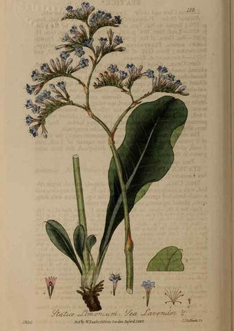 Reproducción/Reproduction 29022719695: British phaenogamous botany,. Oxford,Published by the author, sold by J.H. Parker [etc.]1834-43.