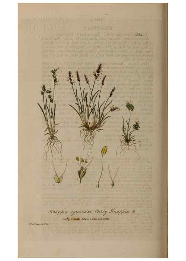 Reproducción/Reproduction 28917839572: British phaenogamous botany,. Oxford,Published by the author, sold by J.H. Parker [etc.]1834-43.