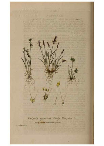 Reproducción/Reproduction 28917839572: British phaenogamous botany,. Oxford,Published by the author, sold by J.H. Parker [etc.]1834-43.