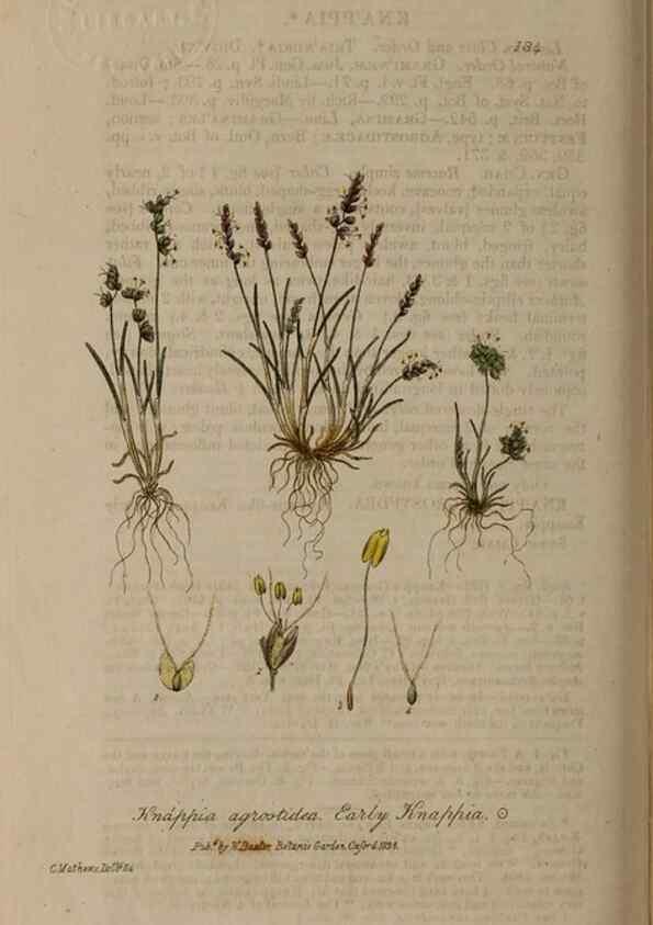 Reproducción/Reproduction 28917839572: British phaenogamous botany,. Oxford,Published by the author, sold by J.H. Parker [etc.]1834-43.