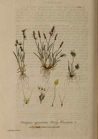 Reproducción/Reproduction 28917839572: British phaenogamous botany,. Oxford,Published by the author, sold by J.H. Parker [etc.]1834-43.