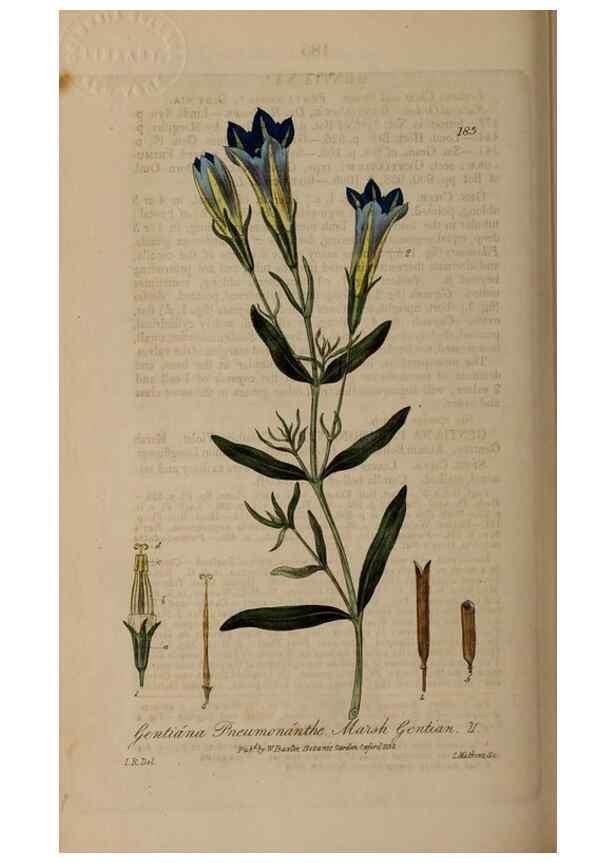 Reproducción/Reproduction 28946872261: British phaenogamous botany,. Oxford,Published by the author, sold by J.H. Parker [etc.]1834-43.