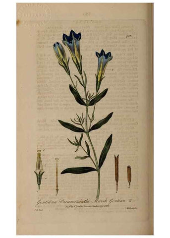 Reproducción/Reproduction 28946872261: British phaenogamous botany,. Oxford,Published by the author, sold by J.H. Parker [etc.]1834-43.
