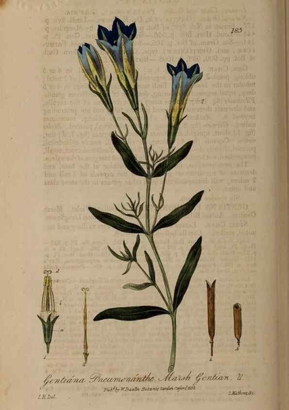 Reproducción/Reproduction 28946872261: British phaenogamous botany,. Oxford,Published by the author, sold by J.H. Parker [etc.]1834-43.