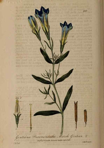 Reproducción/Reproduction 28946872261: British phaenogamous botany,. Oxford,Published by the author, sold by J.H. Parker [etc.]1834-43.