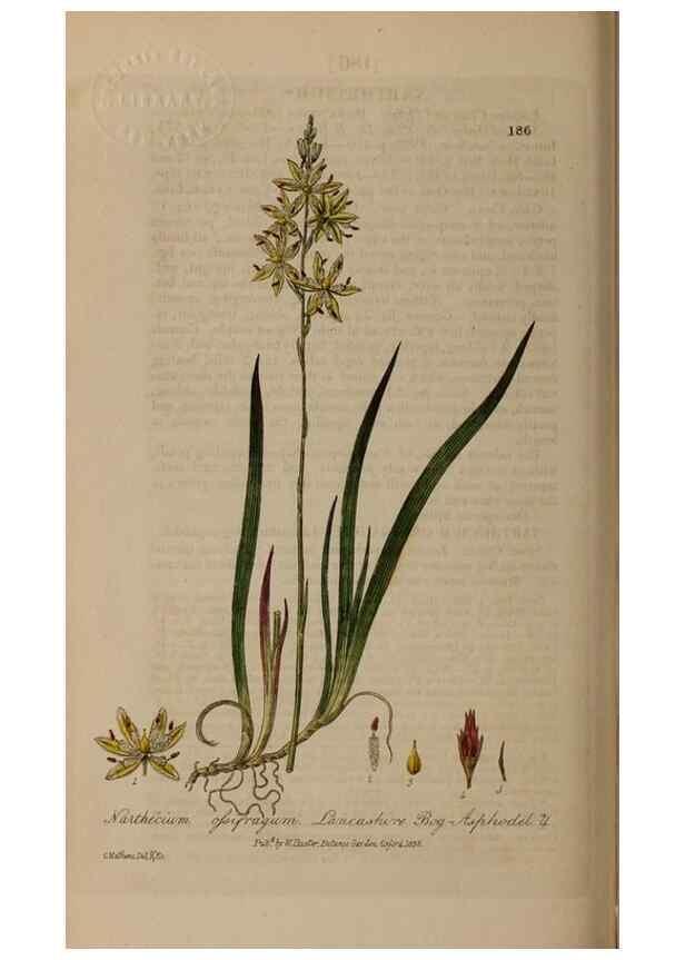 Reproducción/Reproduction 29022733705: British phaenogamous botany,. Oxford,Published by the author, sold by J.H. Parker [etc.]1834-43.