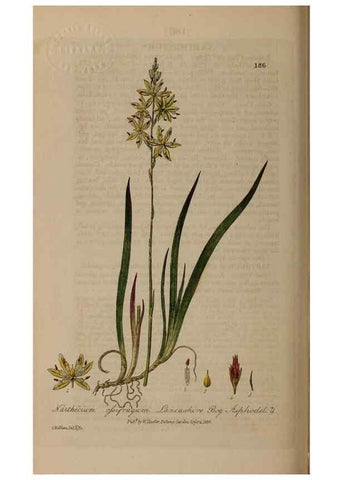 Reproducción/Reproduction 29022733705: British phaenogamous botany,. Oxford,Published by the author, sold by J.H. Parker [etc.]1834-43.