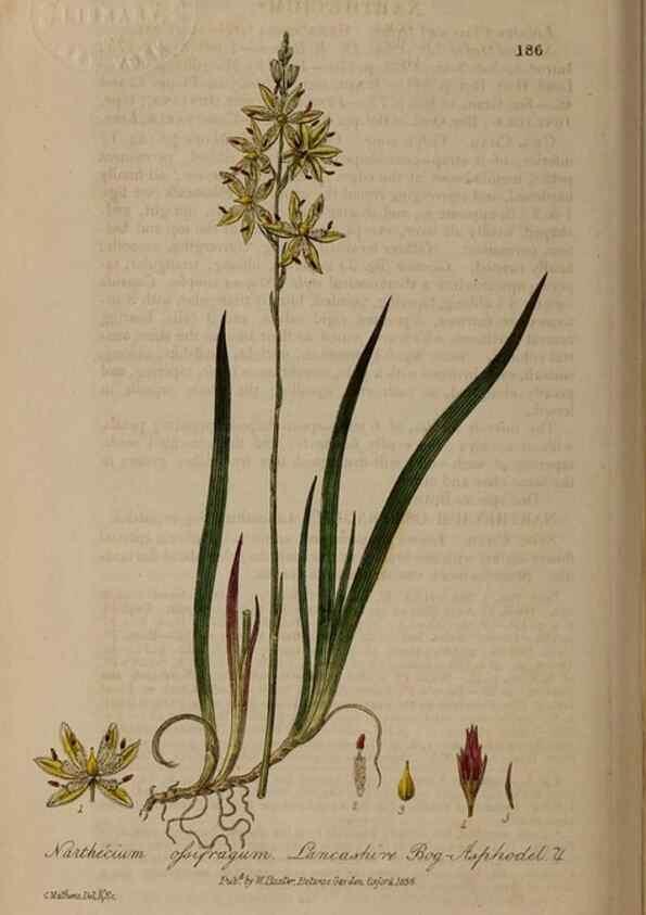 Reproducción/Reproduction 29022733705: British phaenogamous botany,. Oxford,Published by the author, sold by J.H. Parker [etc.]1834-43.