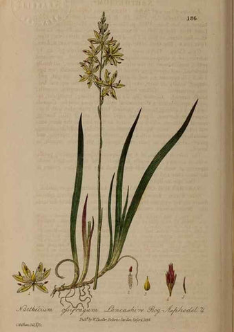 Reproducción/Reproduction 29022733705: British phaenogamous botany,. Oxford,Published by the author, sold by J.H. Parker [etc.]1834-43.