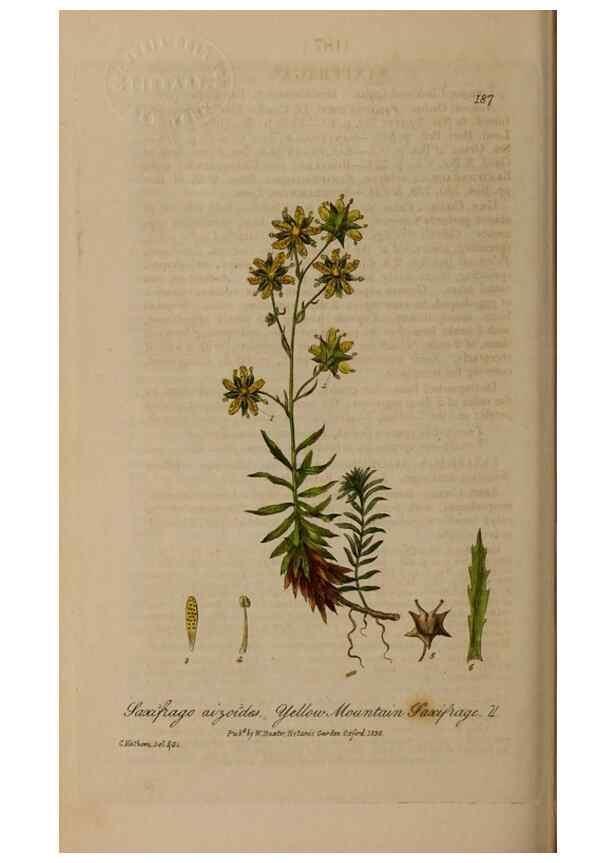 Reproducción/Reproduction 28405520363: British phaenogamous botany,. Oxford,Published by the author, sold by J.H. Parker [etc.]1834-43.