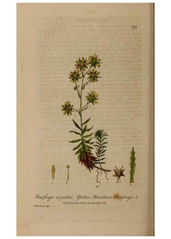 Reproducción/Reproduction 28405520363: British phaenogamous botany,. Oxford,Published by the author, sold by J.H. Parker [etc.]1834-43.