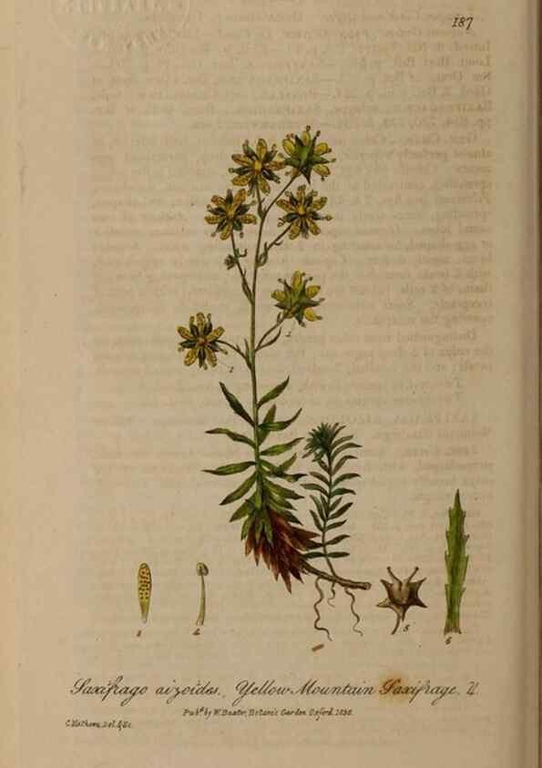 Reproducción/Reproduction 28405520363: British phaenogamous botany,. Oxford,Published by the author, sold by J.H. Parker [etc.]1834-43.