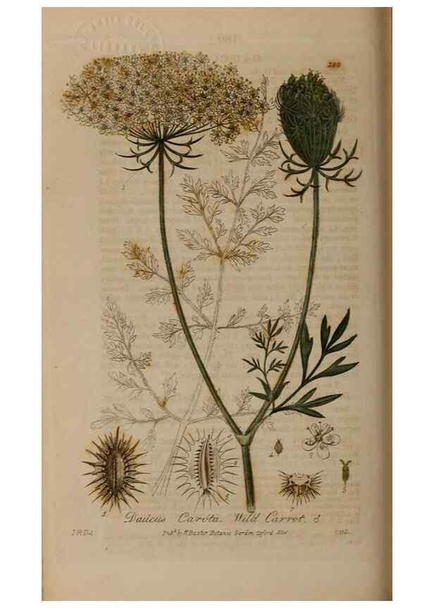 Reproducción/Reproduction 28990096926: British phaenogamous botany,. Oxford,Published by the author, sold by J.H. Parker [etc.]1834-43.