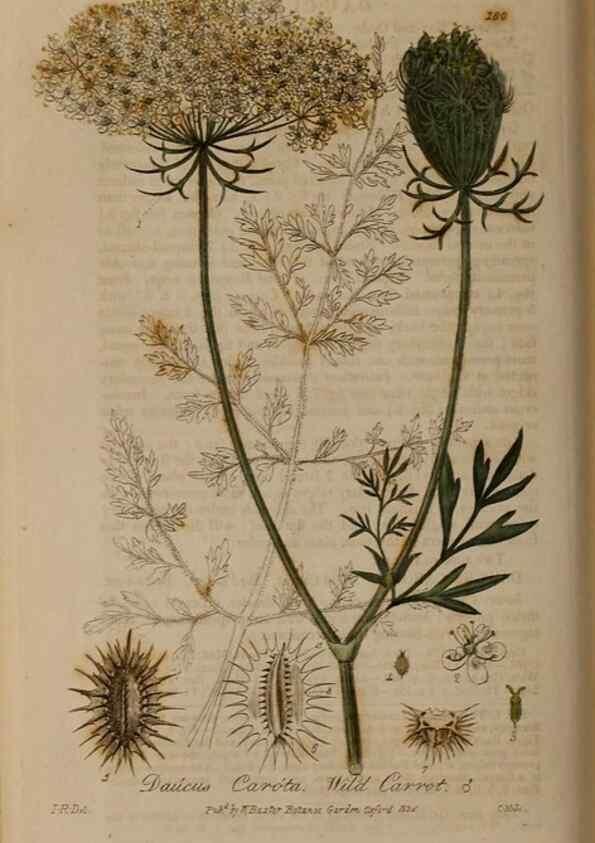 Reproducción/Reproduction 28990096926: British phaenogamous botany,. Oxford,Published by the author, sold by J.H. Parker [etc.]1834-43.