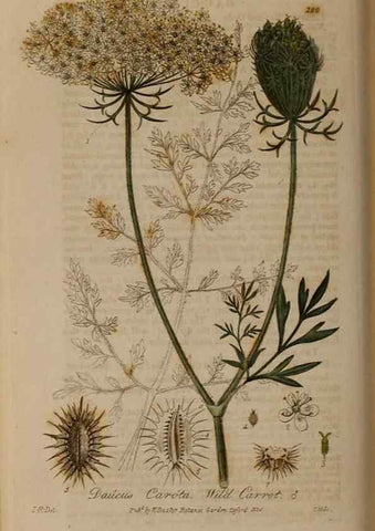 Reproducción/Reproduction 28990096926: British phaenogamous botany,. Oxford,Published by the author, sold by J.H. Parker [etc.]1834-43.