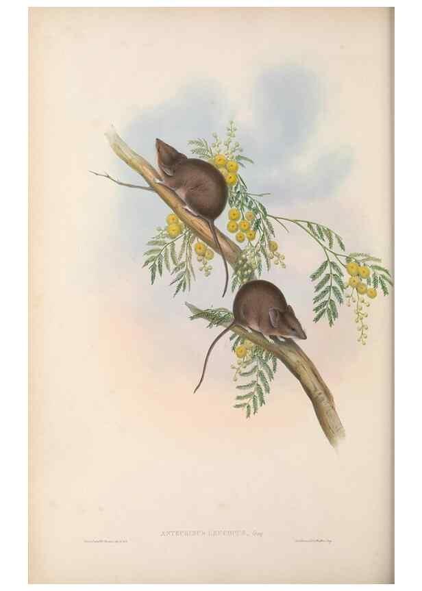 Reproducción/Reproduction 27286316405: The mammals of Australia.. London,Printed by Taylor and Francis, pub. by the author,1863.