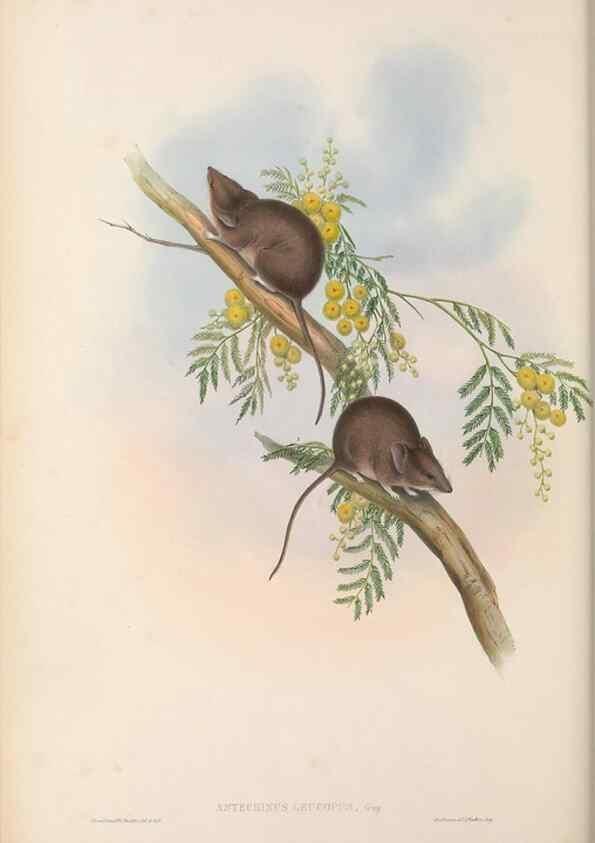 Reproducción/Reproduction 27286316405: The mammals of Australia.. London,Printed by Taylor and Francis, pub. by the author,1863.