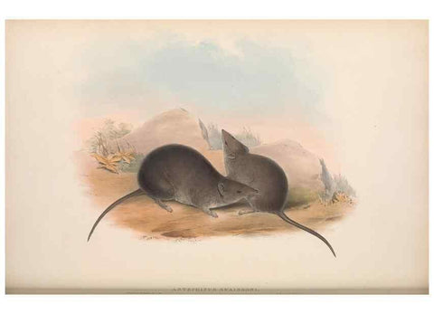 Reproducción/Reproduction 27216328081: The mammals of Australia.. London,Printed by Taylor and Francis, pub. by the author,1863.