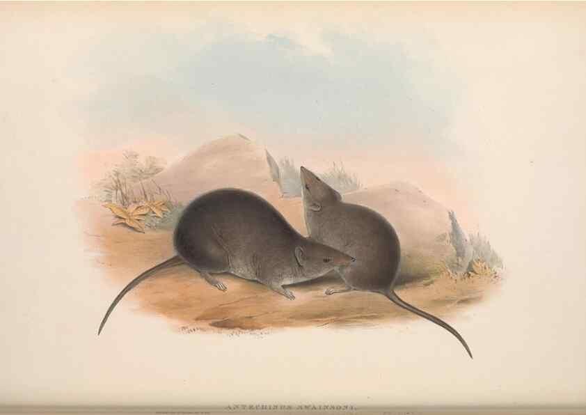 Reproducción/Reproduction 27216328081: The mammals of Australia.. London,Printed by Taylor and Francis, pub. by the author,1863.