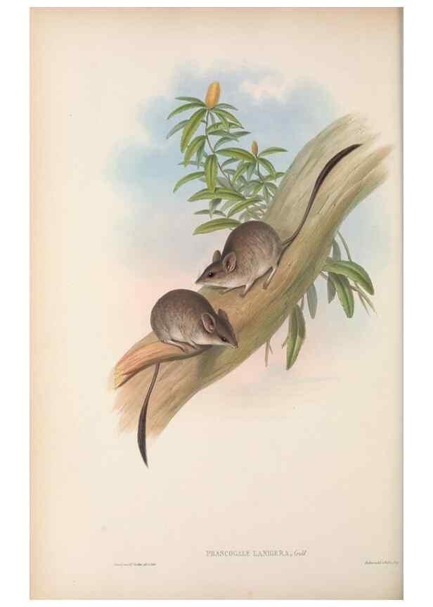 Reproducción/Reproduction 27189603252: The mammals of Australia.. London,Printed by Taylor and Francis, pub. by the author,1863.