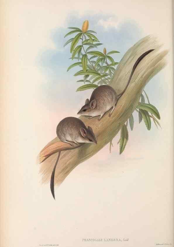 Reproducción/Reproduction 27189603252: The mammals of Australia.. London,Printed by Taylor and Francis, pub. by the author,1863.