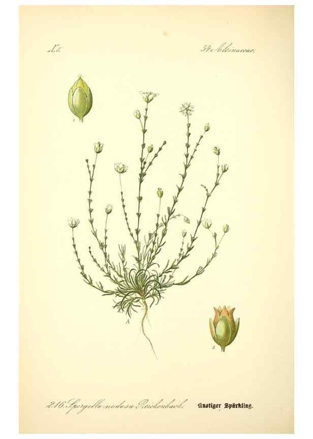 Reproducción/Reproduction 26527611314: Prof. Dr. Thomé's Flora von Deutschland, Österreich und der Schweiz, in Wort und Bild, für Schule und Haus ; mit ... Tafeln ... von Walter Müller.. Gera-Untermhaus :F.E. Köhler,1886-1934.