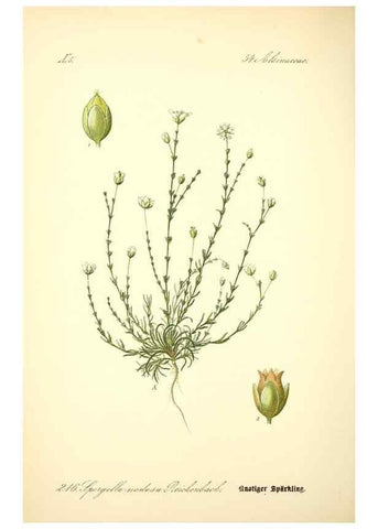 Reproducción/Reproduction 26527611314: Prof. Dr. Thomé's Flora von Deutschland, Österreich und der Schweiz, in Wort und Bild, für Schule und Haus ; mit ... Tafeln ... von Walter Müller.. Gera-Untermhaus :F.E. Köhler,1886-1934.