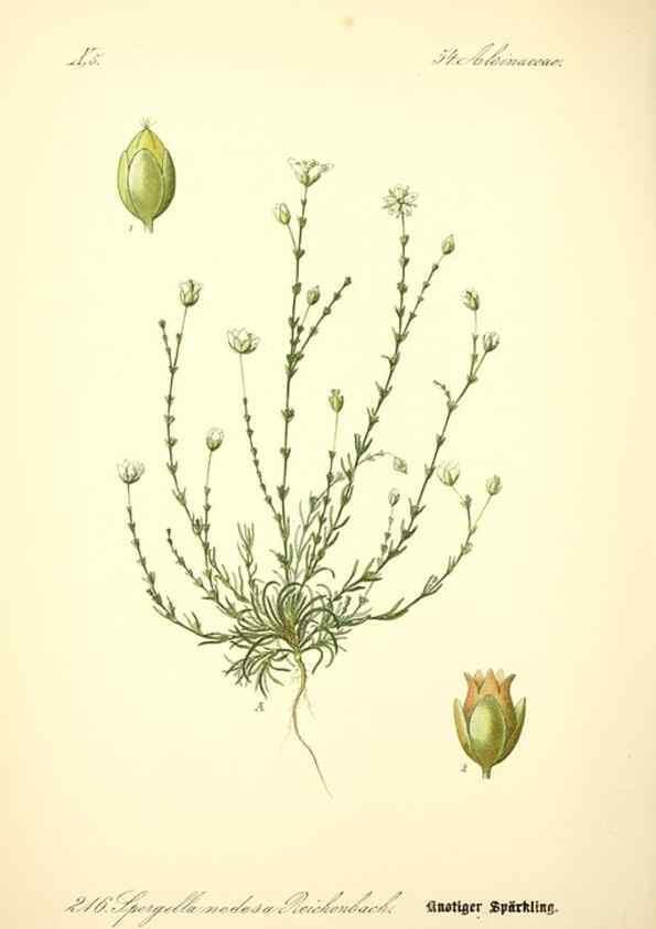 Reproducción/Reproduction 26527611314: Prof. Dr. Thomé's Flora von Deutschland, Österreich und der Schweiz, in Wort und Bild, für Schule und Haus ; mit ... Tafeln ... von Walter Müller.. Gera-Untermhaus :F.E. Köhler,1886-1934.