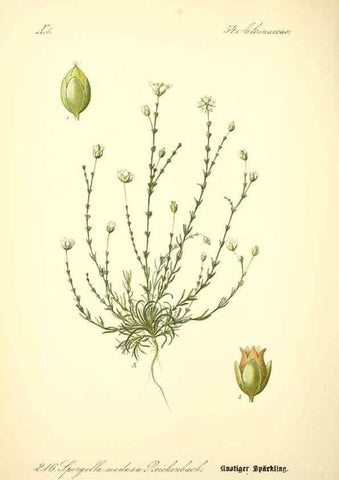 Reproducción/Reproduction 26527611314: Prof. Dr. Thomé's Flora von Deutschland, Österreich und der Schweiz, in Wort und Bild, für Schule und Haus ; mit ... Tafeln ... von Walter Müller.. Gera-Untermhaus :F.E. Köhler,1886-1934.