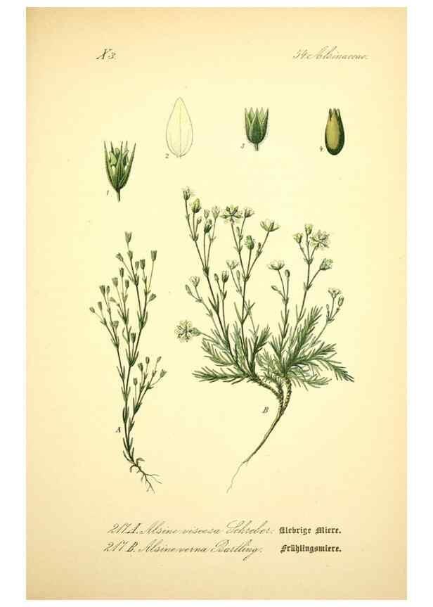 Reproducción/Reproduction 27064972891: Prof. Dr. Thomé's Flora von Deutschland, Österreich und der Schweiz, in Wort und Bild, für Schule und Haus ; mit ... Tafeln ... von Walter Müller.. Gera-Untermhaus :F.E. Köhler,1886-1934.